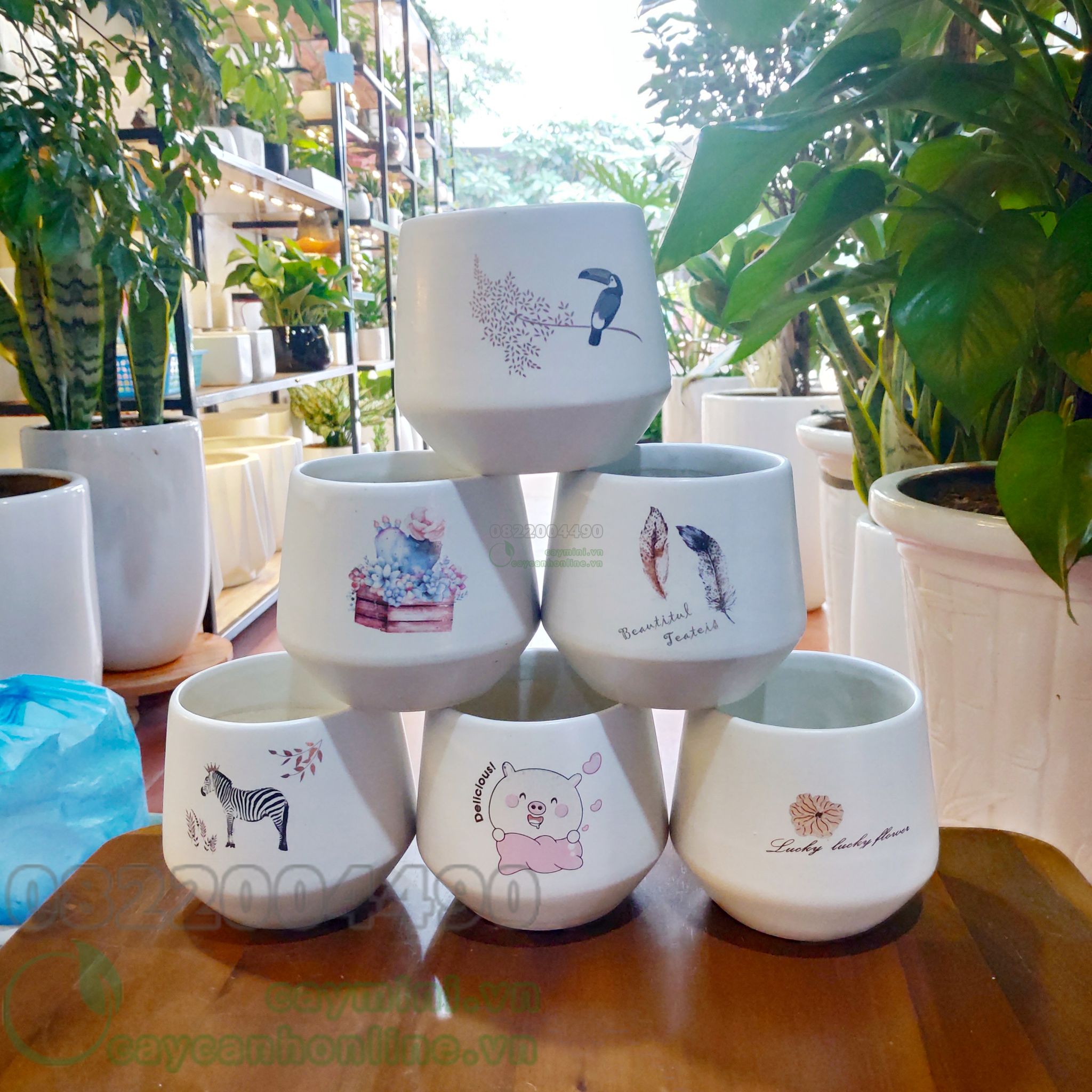 Chậu cây mini in hình
