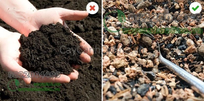 Chọn sai loại đất trồng sen đá