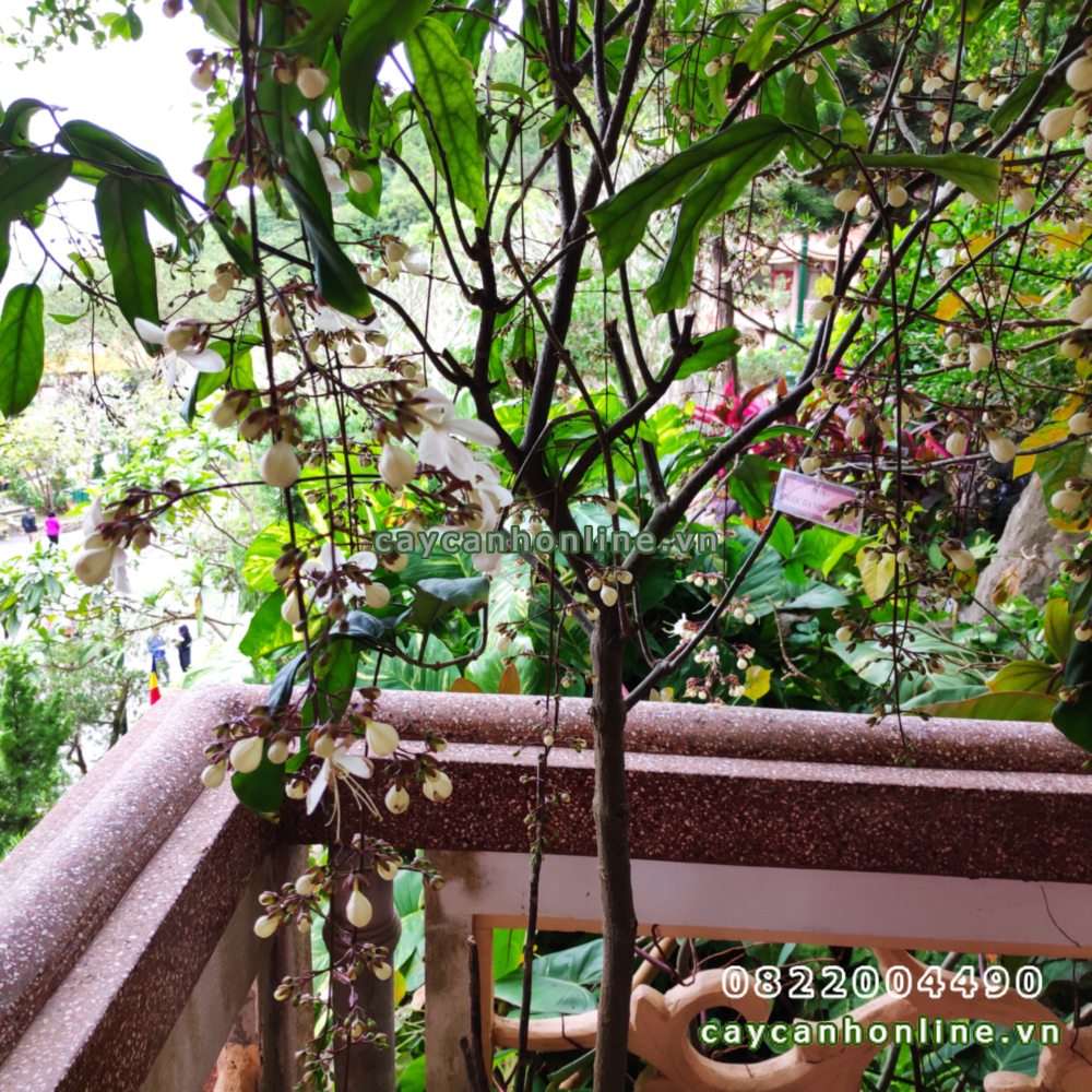 Cây Dạ Ngọc Minh Châu - Cây Hoa Đẹp Cho Ngày Tết - Cây Cảnh Online