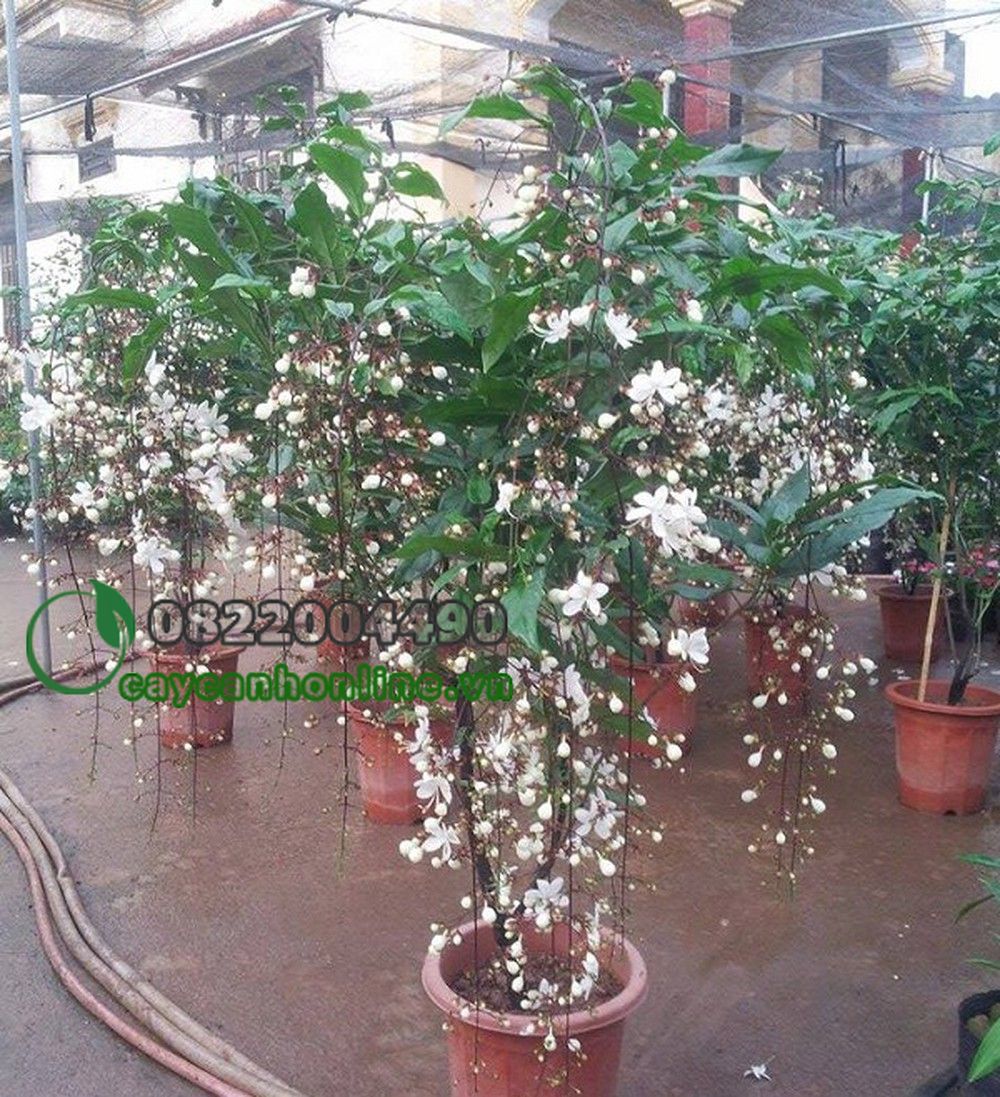 Cây Dạ Ngọc Minh Châu - Cây Hoa Đẹp Cho Ngày Tết - Cây Cảnh Online