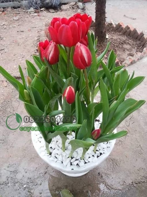 Hoa Tulip