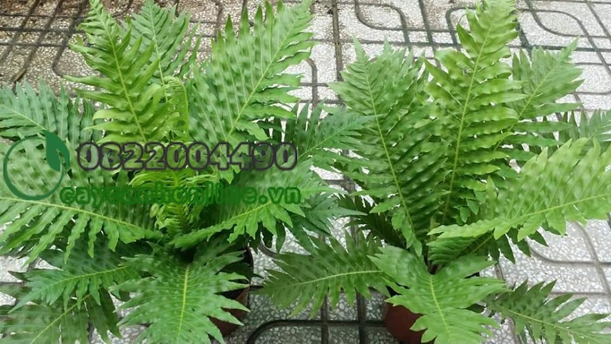 Dương Xỉ Đuôi Phượng