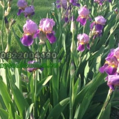 Hoa iris