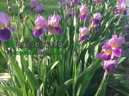 Hoa iris