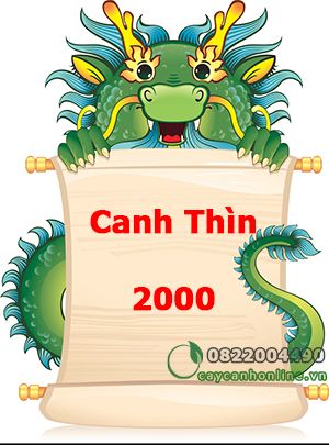 Cây phong thủy hợp tuổi Canh Thìn 2000