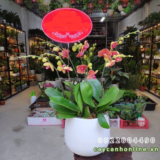 Ngày doanh nhân Việt Nam tặng chậu hoa lan