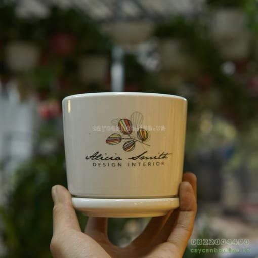 Chậu đĩa mini