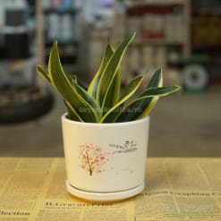 CHậu trồng cây để bàn kèm đĩa